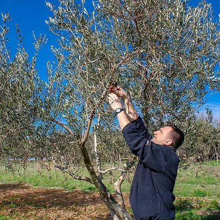 Panzió Agroturizam Buje