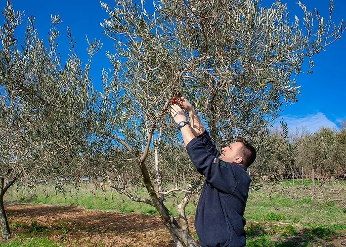 Bed & Breakfast Agroturizam Buje